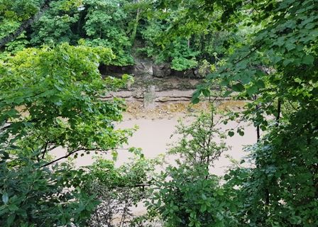 Flora around the New Cut